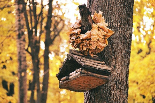 Exploring the Beauty of Different Types of Birdhouses: Traditional Wooden vs. Custom Handcrafted