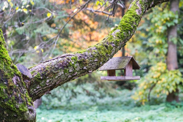 Charm of Chirping: Discovering Traditional Wooden Birdhouses