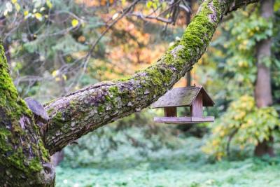 Charm of Chirping: Discovering Traditional Wooden Birdhouses